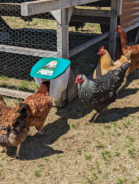 Chicken VFeedr No Waste Hanging Poultry Feeder, 5 lb capacity - My Favorite Chicken