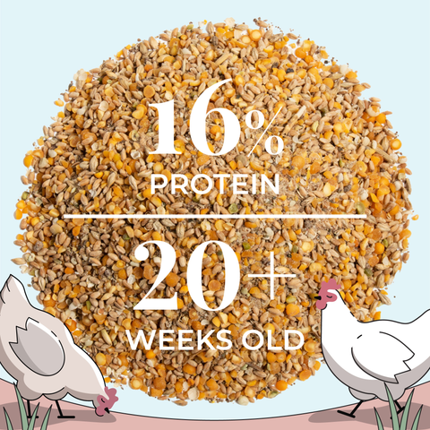 Organic Layer Chicken Feed, 16% Protein, 2 lb - Mile Four