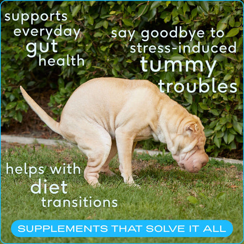 Probiotic & Prebiotic Powder Vet-Formulated Supplement for Dogs: 4.1 oz - Native Pet