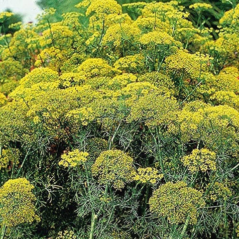 Dill Seeds, 200 Seeds, Anethum graveolens - The Rike
