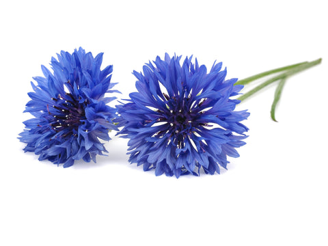 Cornflower Plant Pods, 3-pack - Click and Grow