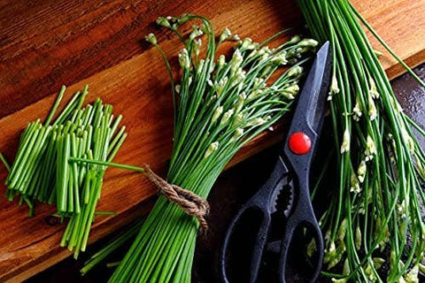 Garlic Chives, 2000 Seeds, Hẹ la Allium tuberosum - The Rike