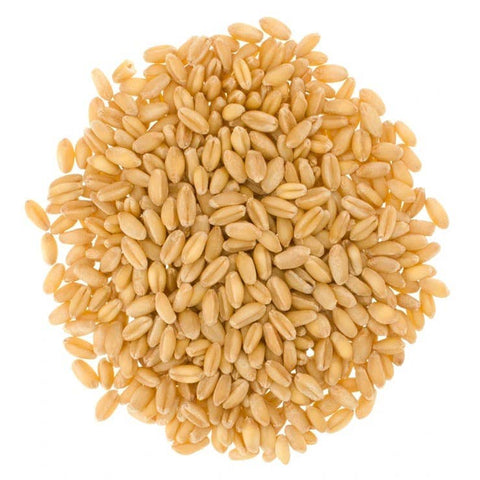 Hard White Wheat Berries, 5 lb - Palouse Brand