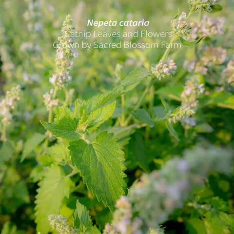 Catnip, 5.2 oz - Sacred Blossom Farm