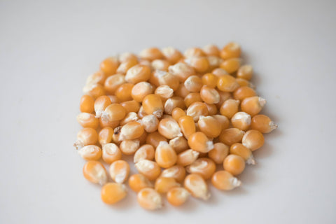 Mushroom Popcorn, 2 lb bag - Amish Country Popcorn