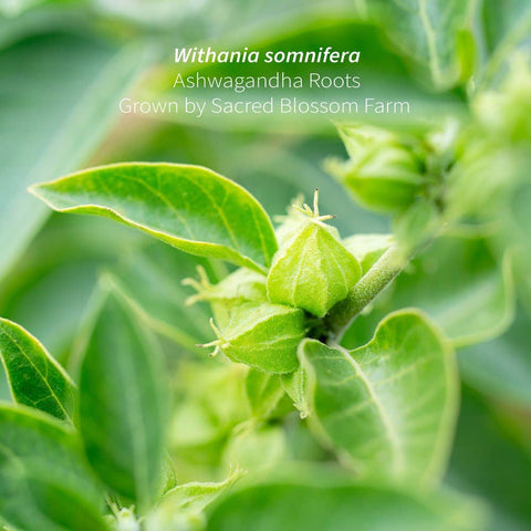 Ashwagandha (Withania somnifera), 7.6 oz - Sacred Blossom Farm