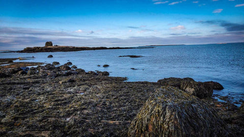 Purple Dulse Flakes, 0.9 oz  - Burlap & Barrel