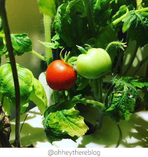 Mini Tomato Plant Pods, 3-pack - Click and Grow