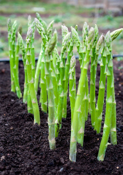 Asparagus, 50 Seeds, Non-GMO - The Rike