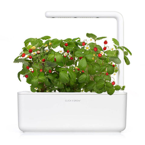 Wild Strawberry Plant Pods, 3-pack - Click and Grow