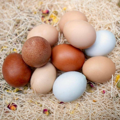 Chicken Nesting Pads with Aromatic Nest Herbs, 10 pk, 13"x13" - My Favorite Chicken