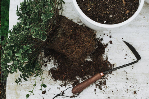 Japanese Weeding Hoe: Walnut/Black, 13" - Barebones