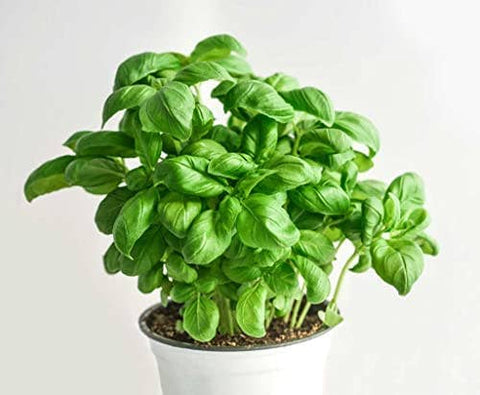 Basil Seeds, 1500 seeds, Thai Basil, Ocimum basilicum - The Rike