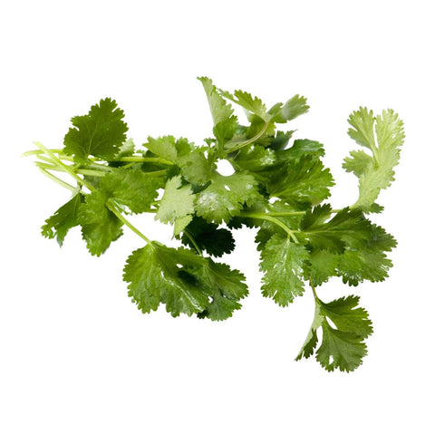 Cilantro Seeds (Coriander Seeds), 1000 Seeds - The Rike