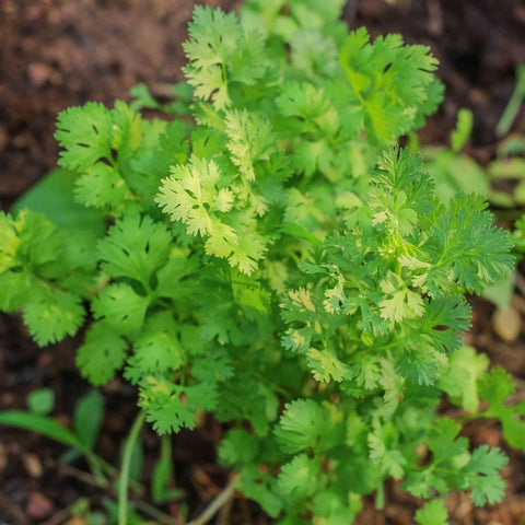 Cilantro Seeds (Coriander Seeds), 1000 Seeds - The Rike