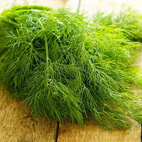 Dill Seeds, 200 Seeds, Anethum graveolens - The Rike