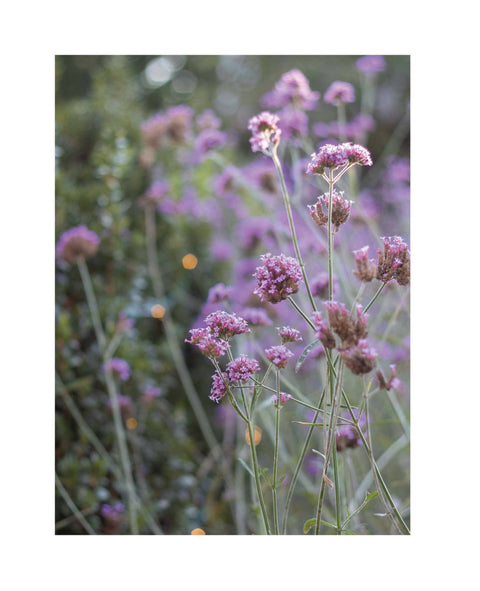Garden Maker: Hardcover - Harvest House Publishers