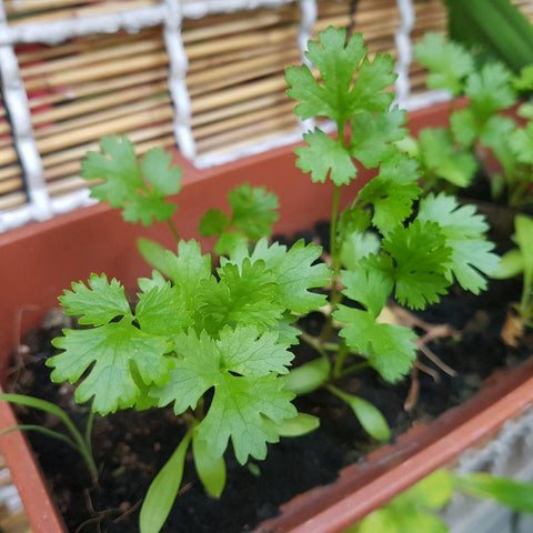 Cilantro Seeds (Coriander Seeds), 1000 Seeds - The Rike