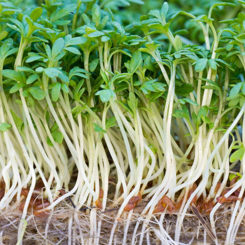 Watercress Seeds (Nasturtium officinale) - The Rike