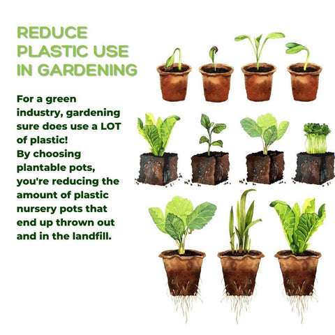 Naked Pots, 4" Plantable Seed Starter Pots, 30 Pc - Daniel's Plants