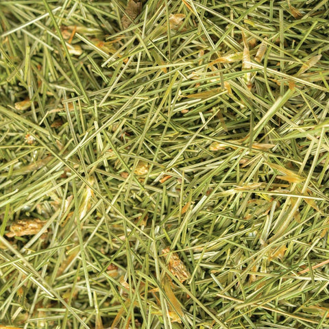 White Pine Tips (Pinus strobus), 6.0 oz - Sacred Blossom Farm