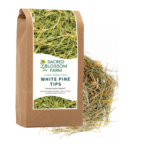 White Pine Tips (Pinus strobus), 6.0 oz - Sacred Blossom Farm