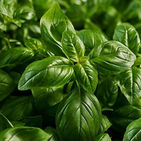 Basil Seeds, 1500 seeds, Thai Basil, Ocimum basilicum - The Rike