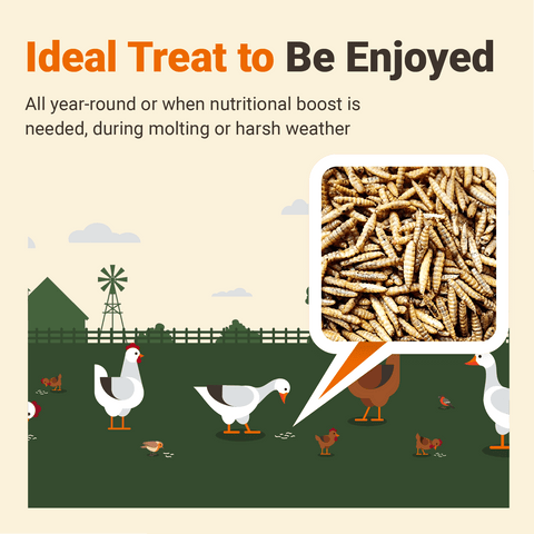 Black Soldier Fly Larvae, 1 lb - Supreme Grubs