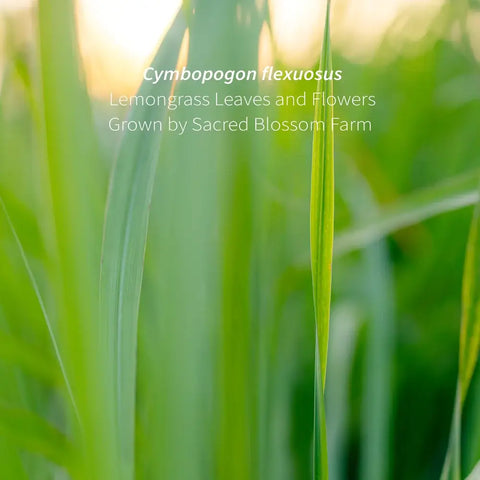 Lemongrass Tea, 5 oz - Sacred Blossom Farm