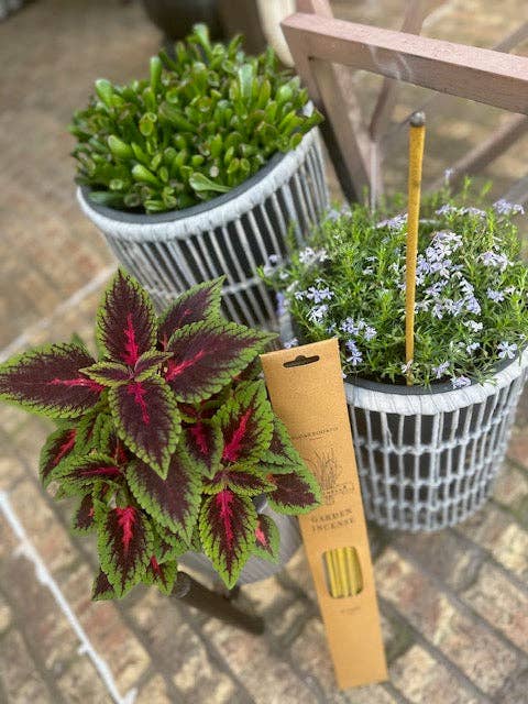 Citronella Incense, 10" 10-Pack - Sugarboo & Co