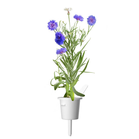 Cornflower Plant Pods, 3-pack - Click and Grow