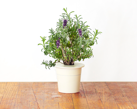 Lavender Plant Pods, 3-pack - Click and Grow