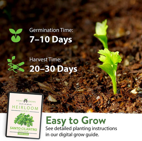 Cilantro Seeds (Santo) - Heirloom, Non-GMO - Homegrown Garden