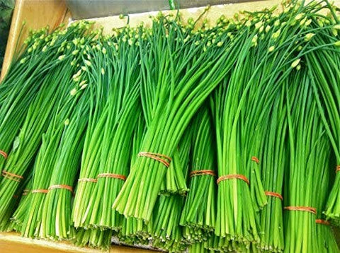 Garlic Chives, 2000 Seeds, Hẹ la Allium tuberosum - The Rike