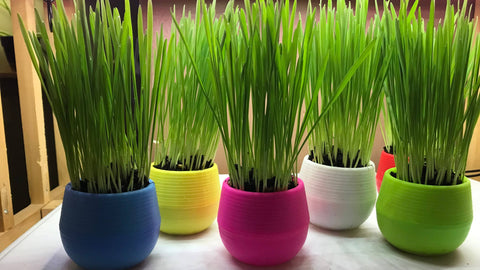 Cat Grass Garden Ball, Green - Mom’s Indoor Cat
