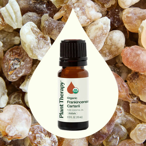 Organic Frankincense Carterii Essential Oil, 10 ml - Plant Therapy