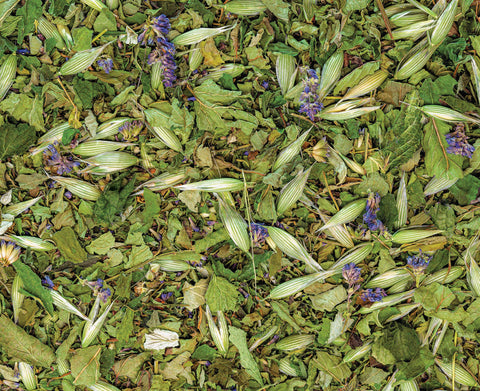 Turtle Herbal Tea, 1.4 oz - Sacred Blossom Farm