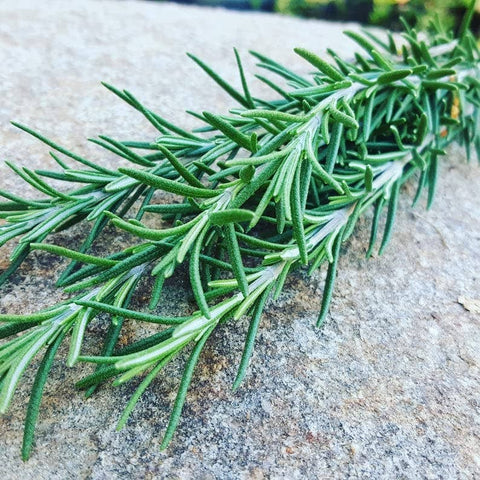 Rosemary Herb Seeds, 200 Seeds, Salvia rosmarinus. Non-GMO - The Rike