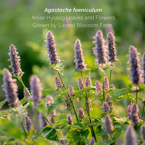 Anise Hyssop, 5.8 oz - Sacred Blossom Farm