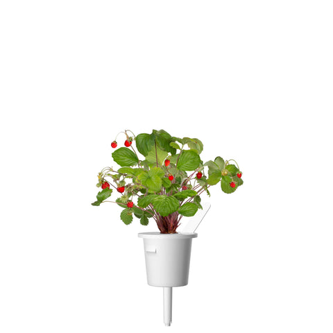 Wild Strawberry Plant Pods, 3-pack - Click and Grow