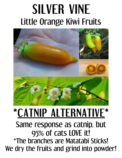 Matatabi Sticks, Cat Chew Toy - Shady Cat Social Club