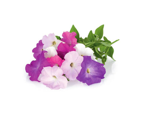 Petunia Plant Pods, 3-pack - Click and Grow