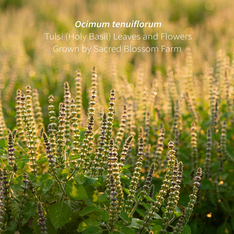 Tulsi Herbal Tea, 1.5 oz - Sacred Blossom Farm