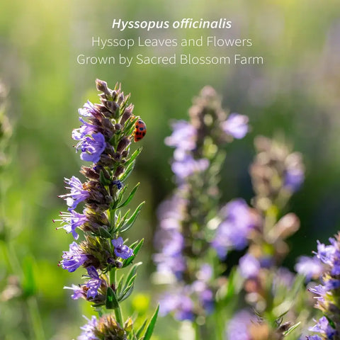 Fragrant Hyssop, 6.0 oz - Sacred Blossom Farm