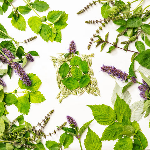 Turtle Herbal Tea, 1.4 oz - Sacred Blossom Farm