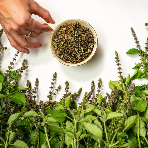 Tulsi Herbal Tea, 5.1 oz - Sacred Blossom Farm