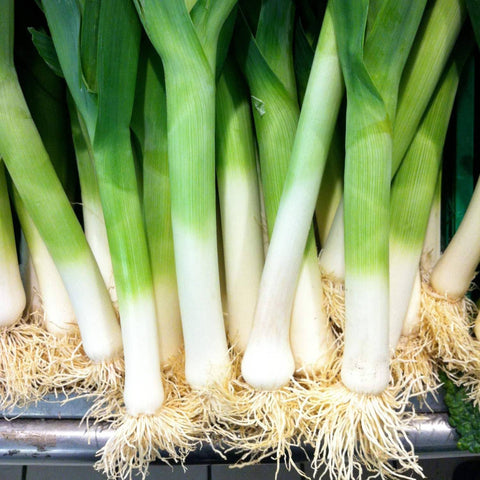 Leeks, 1500 Seeds - The Rike