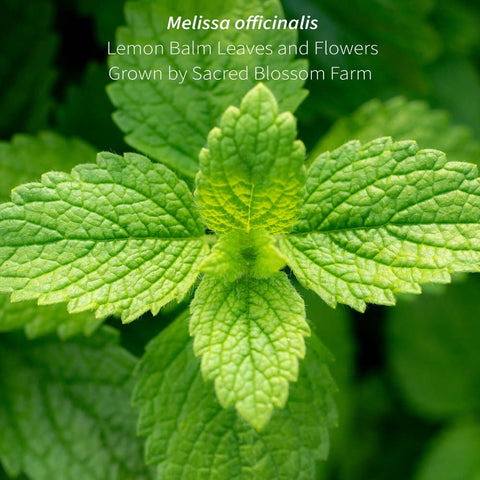Lemon Balm (Melissa officinalis), 4.9 oz - Sacred Blossom Farm