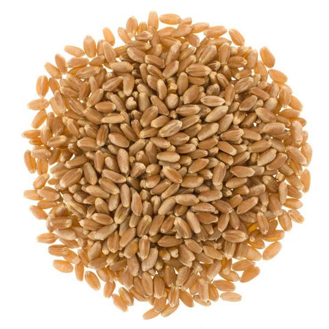 Hard Red Spring Wheat Berries, 5 lb - Palouse Brand