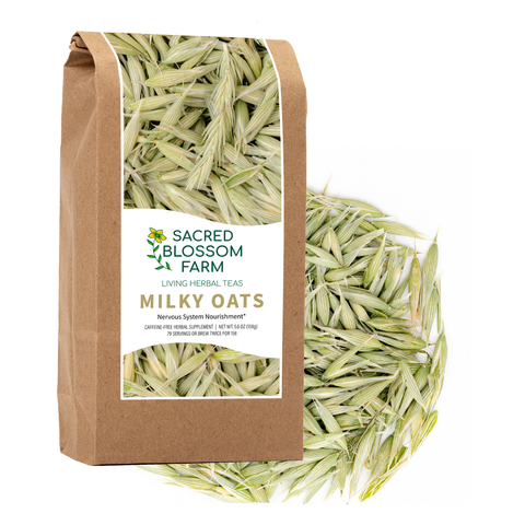 Milky Oats (Avena sativa), 5.6 oz - Sacred Blossom Farm